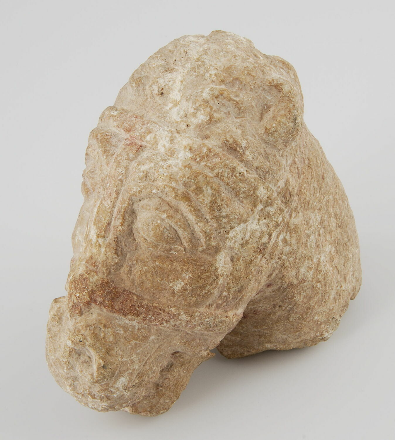 Tête de cheval