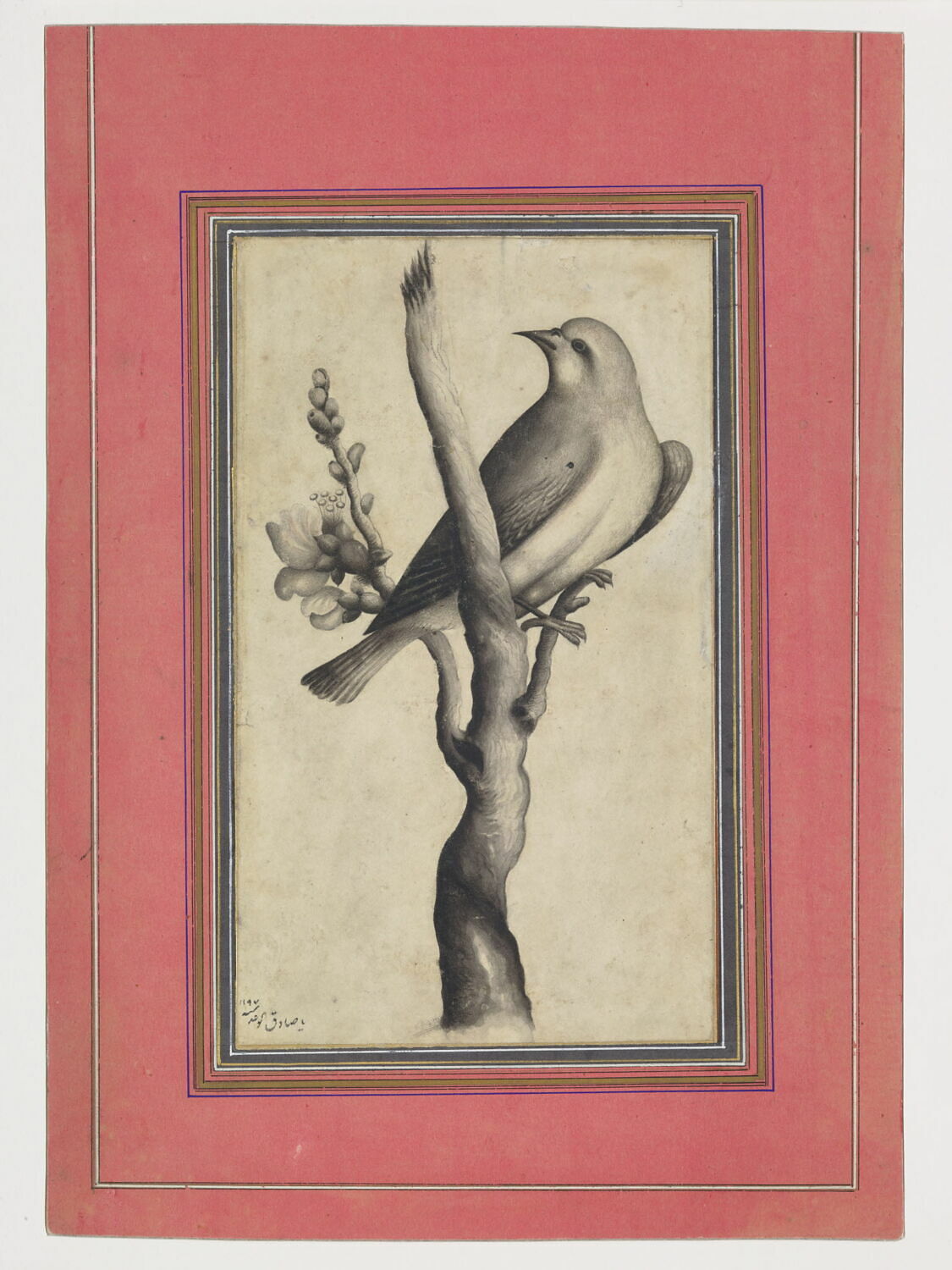 Oiseau perché sur une branche, Muhammad Sadiq II, 4ème quart du XVIIIe siècle (daté sur l'oeuvre) (1782 ; Hégire : 1197)