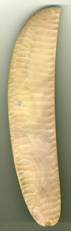 couteau ripple flake - Louvre site des collections