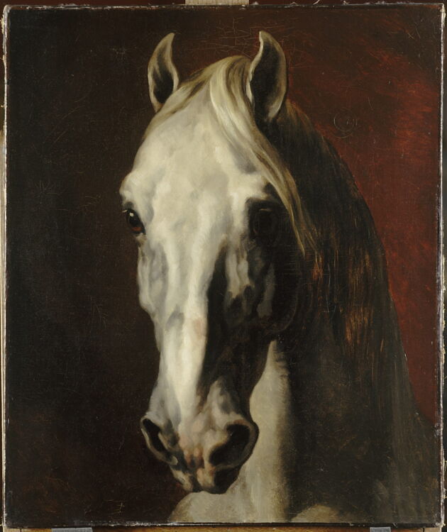 Head of a white horse