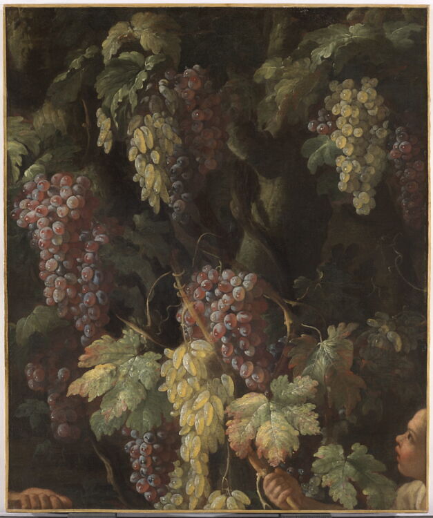 Bunches of Grapes around a Tree Trunk