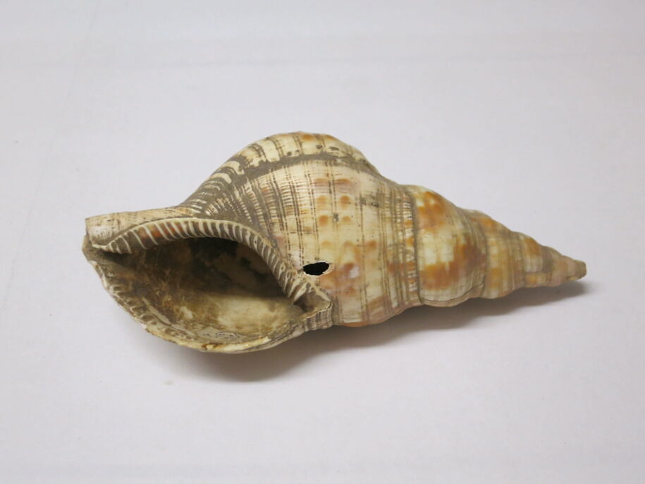 Coquillage Décoratif Véritable - Occasion, Parfait Pour La Décoration Marine Ou Collection