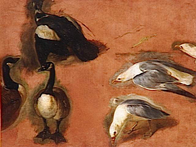 Trois canards et trois goélands, Boel, Pieter, XVIIe siècle (1600 - 1700)
