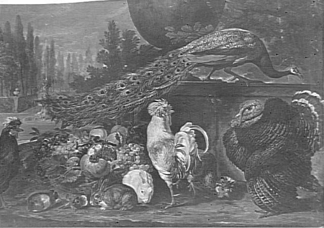 Nature morte au dindon, paon et coq, Coninck, David de, XVIIe siècle (1600 - 1700)