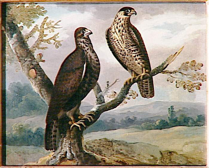 Deux émouchets, Anonyme, XVIIe siècle (1600 - 1700)