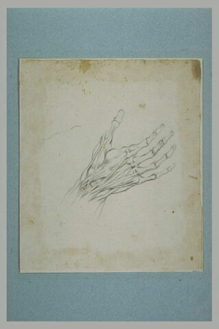 Etude anatomique d'une main, squelette et muscles, image 2/2