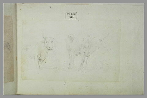 Deux vaches, image 1/1