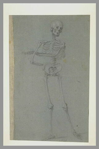 Squelette debout, de face, image 2/2