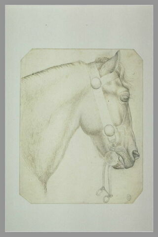 Tête et encolure d'un cheval harnaché, le mors pendant, image 2/2