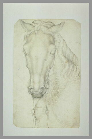 Cheval harnaché, la tête de face avec la bride pendante, image 1/1