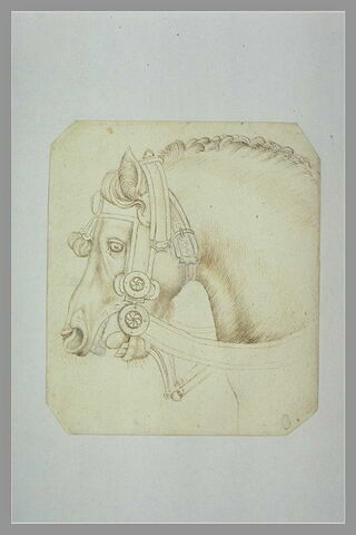 Tête et encolure d'un cheval harnaché, de profil vers la gauche, image 2/2