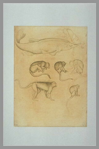 Esturgeon de profil vers la droite ; six singes, image 2/2