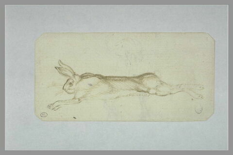 Lièvre mort, étendu sur le flanc droit dans la position de la course ; rose, image 1/1