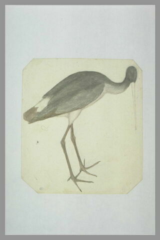 Une cigogne noire debout, de profil vers la droite, image 2/2
