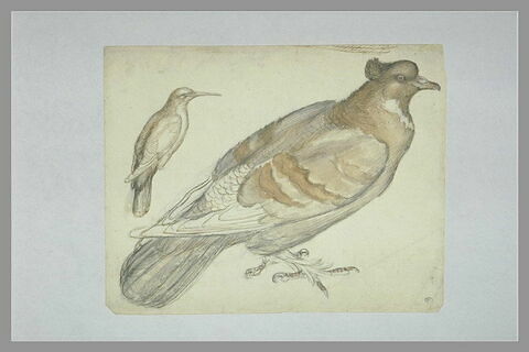 Un oiseau indéterminé (guêpier?) et un pigeon ornemental, de profil