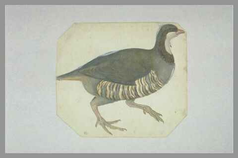 Perdrix marchant, de profil vers la droite, image 2/2
