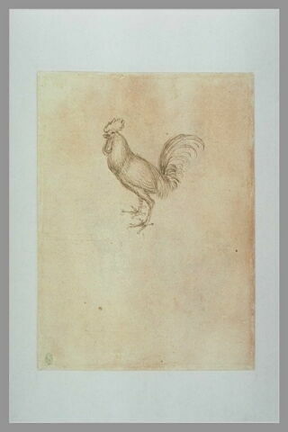 Un coq chantant, debout, de profil vers la gauche, image 1/1