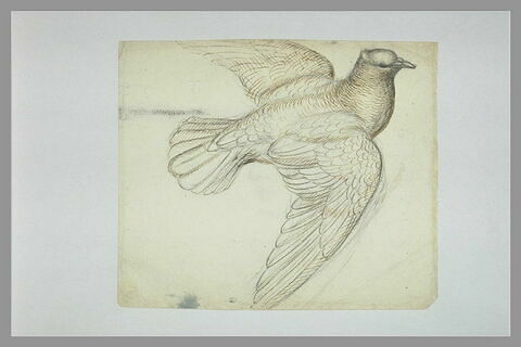 Pigeon, les ailes éployées, image 1/1