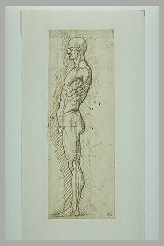 Etude anatomique d'un homme debout, de profil vers la gauche