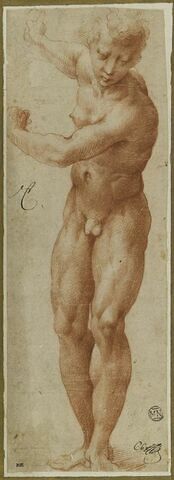 Etude de jeune homme nu, ses deux bras levés et rejetés en arrière