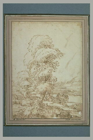 Un grand arbre, dans un paysage de plaine, avec des montagnes au loin, image 2/2