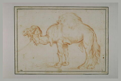 Un chameau debout, de profil, image 2/2