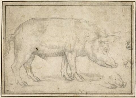 Un porc debout, de profil vers la droite et trois reprises du groin