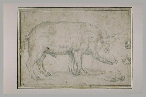 Un porc debout, de profil vers la droite et trois reprises du groin, image 2/2