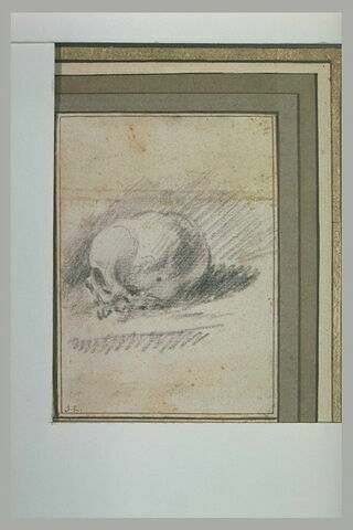 Un crâne, image 2/2