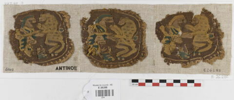 orbiculus  ; fragments, image 1/2