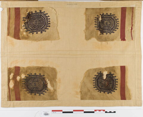 tunique  ; orbiculus ; fragments