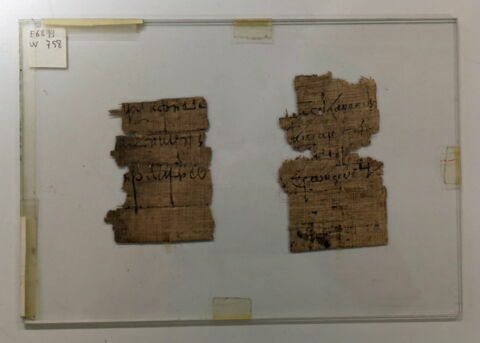 papyrus, image 2/2