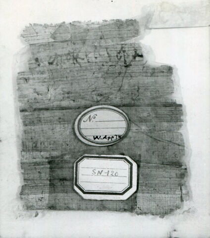 papyrus, image 2/3