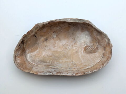 coquillage, image 2/2