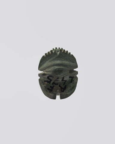 scarabée à ventre détaillé, image 2/4