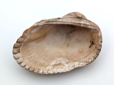 coquillage, image 2/2