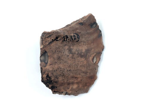 nucleus discoïde, image 2/2