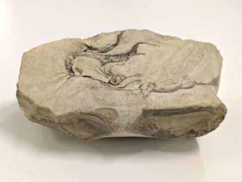 ostracon figuré, image 2/4