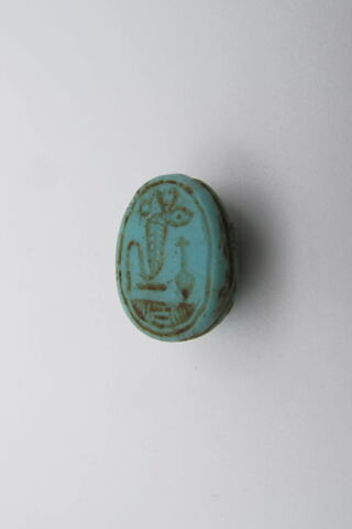 scarabée, image 4/4