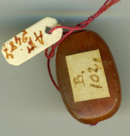 scarabée, image 2/2
