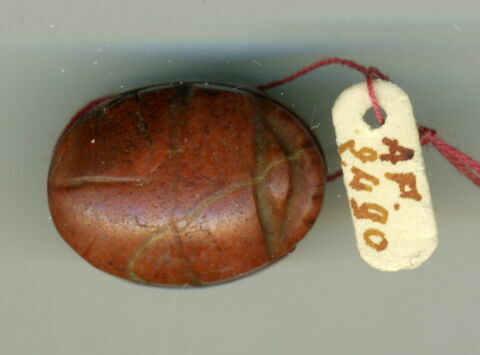 scarabée, image 1/2