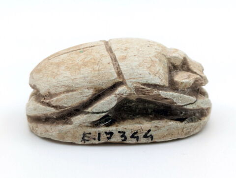 scarabée, image 4/6