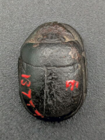 scarabée, image 2/2