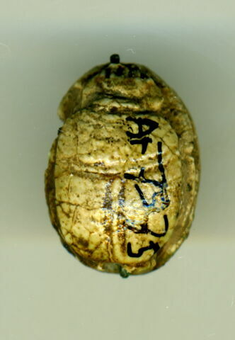 scarabée, image 1/1