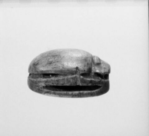 scarabée, image 4/4