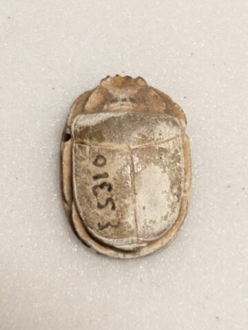 scarabée, image 2/2