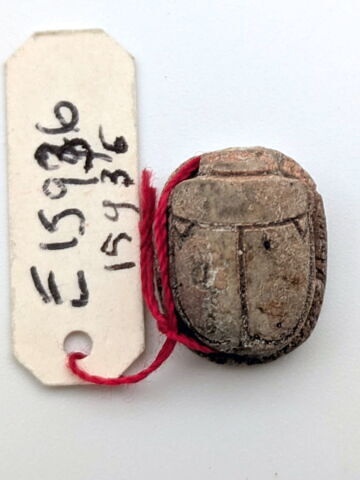 scarabée, image 2/2