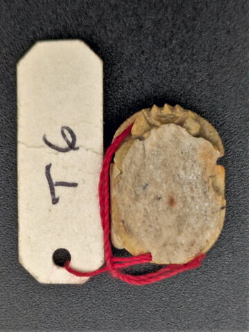 scarabée, image 2/2