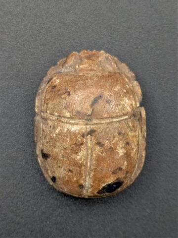 scarabée, image 2/3