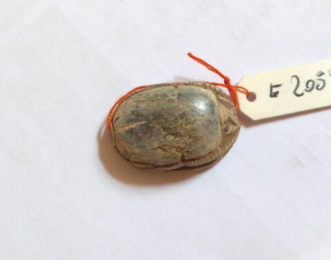 scarabée, image 2/4